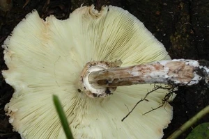 7 người trong một gia đình bị ngộ độc nấm