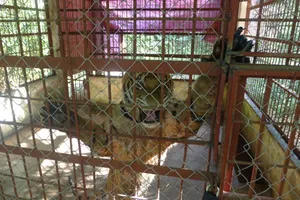 Hai con hổ bị vứt khỏi xe tải đã hồi tỉnh và rất hung dữ