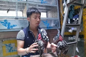 Giới trẻ Hà thành chơi gà chục triệu đồng