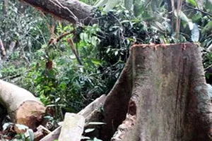 4 người chết vì vào rừng khai thác ươi