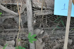 Bắt hung thủ giết mẹ và bà ngoại bằng búa đóng đinh