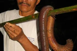 Bắt được con giun đất khổng lồ dài... 1,5m