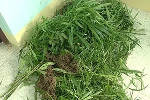 Trồng "vườn" cần sa để cho heo gà ăn mau lớn!