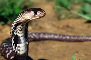 Đi tìm 'khắc tinh' của bệnh xương khớp