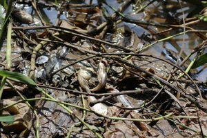 Cá chết bất thường trên rạch Tây Ninh