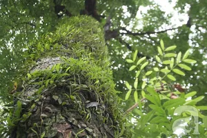 Người Hà Nội tiếc nuối hàng loạt cây cổ thụ sắp bị đốn hạ