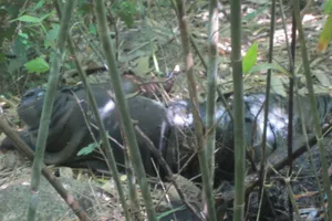 Phát hiện xác chết bị cắt rời đầu trong rừng 