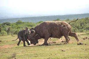 Chùm ảnh: Trâu trưởng thành "dạy dỗ" chú voi con