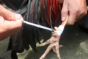 Án mạng không đáng có vì “góp ý” mài cựa gà đá