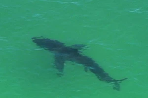 Vợ bất lực nhìn chồng bị cá mập cắn chết 