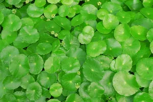 Những loại rau bổ mà độc