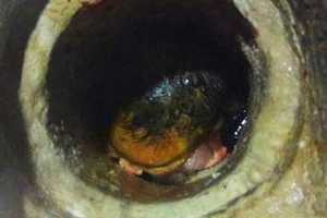 Kỳ công giải cứu bé sơ sinh bị mẹ bỏ rơi trong ống thoát nước