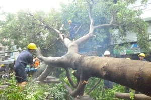 Mưa lớn làm đổ cây xà cừ cổ thụ tại trung tâm TP.HCM