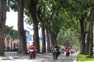 Hot: Sài Gòn lại sắp chia tay hàng cây trăm tuổi