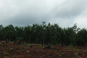 Thanh tra phát hiện nhiều sai phạm trong giao đất ở Đăk Nông 