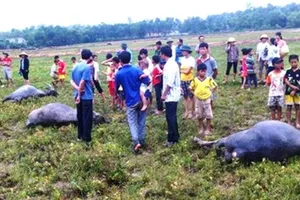 Điện lực phải đền 123 triệu đồng vì 3 con trâu bị… điện giật 