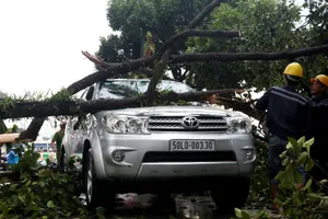 TPHCM: Mưa giông, hàng loạt cây xanh bật gốc đè sập nhà và ô tô