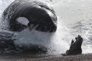 Hai chú cá voi sát thủ 'phát điên' vì bị giam quá lâu