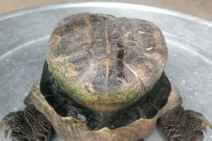 Lạ: Đổ xô đi coi con rùa có hình thù 'siêu dị' hiếm có