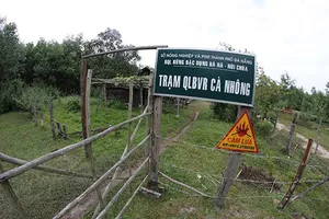 Đà Nẵng: Di dời Trạm bảo vệ rừng đã để xảy ra phá rừng quy mô lớn nhất 