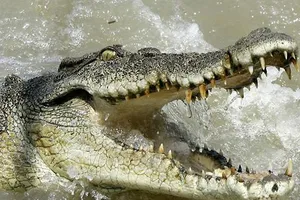 Truy tìm con cá sấu sổng chuồng