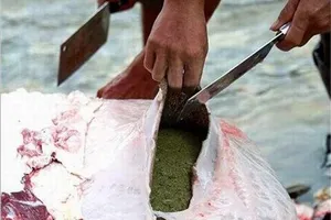 Rùng mình với món lẩu... phân bò