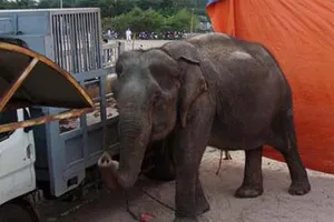 Thương tâm: Voi đoàn xiếc quật chết bé trai 12 tuổi 