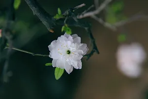 Ngắm mai trắng giá tiền triệu giữa Thủ đô