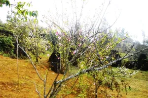 Ngắm Sapa đẹp giữa sương mù và hoa mận trắng