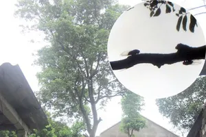 Thực hư câu chuyện về cây vải biết “than khóc”