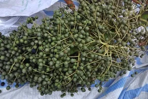 Xôn xao cây “lạ” cho hàng vạn quả