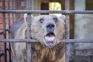 Hai chú gấu đáng thương... nghiện rượu vì bị chủ cho uống trong 20 năm