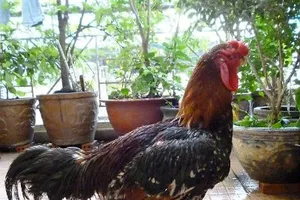 Gà Hồ “tiến Vua” danh bất hư truyền