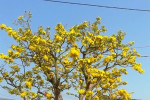 Chiêm ngưỡng cây mai cổ thụ giống cúc giá bạc tỉ