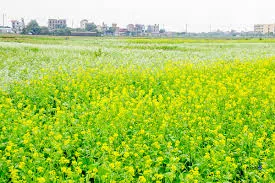 Phát hiện xác nam giới khỏa thân giữa cánh đồng