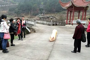 Kỳ lạ: Chú lợn tới trước cửa chùa... quỳ gối hàng tiếng không chịu đứng lên