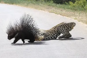 Báo đốm hung hãn bị thương nặng vì cố gắng ăn thịt con nhím