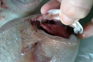 Cung cấp cá, thịt thối rữa cho bếp ăn học sinh