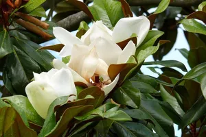 Loại cây thay thế 6.700 cây xanh ở Hà Nội có gỗ quý tương đương gỗ sưa?