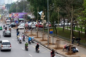 Hàng cây mới vừa được thay thế trên phố Hà Nội