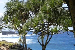 Loài cây 'sang chảnh' chỉ mọc trên đất có kim cương