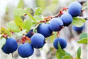 Những cây, quả độc lạ khiến dân Thủ đô mê mệt