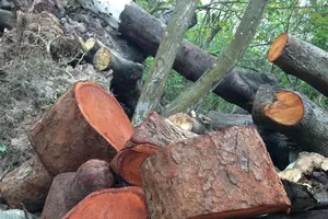 Mới: Công bố kết luận thanh tra vụ thay thế cây xanh ở Hà Nội