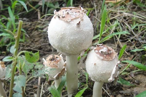 Ăn nhầm nấm độc, cả nhà 7 người nhập viện