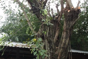 Cưa cây dưới trời mưa, một người bị điện giật tử vong