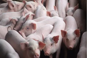 Phát hiện 4 trang trại nuôi heo bằng chất cấm