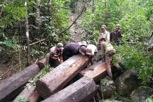 Một lâm tặc bị gỗ đè tử vong khi chạy trốn kiểm lâm