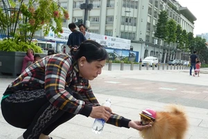 Không cho thú cưng vào phố đi bộ