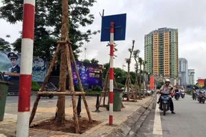 35 cây Lát hoa đầu tiên được trồng mới tại phố Nguyễn Chí Thanh