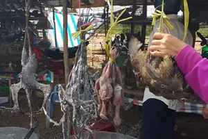 Báo động: Tận diệt chim trời trên những cánh đồng miền Tây